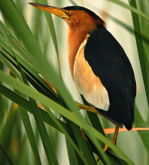 Little Bittern