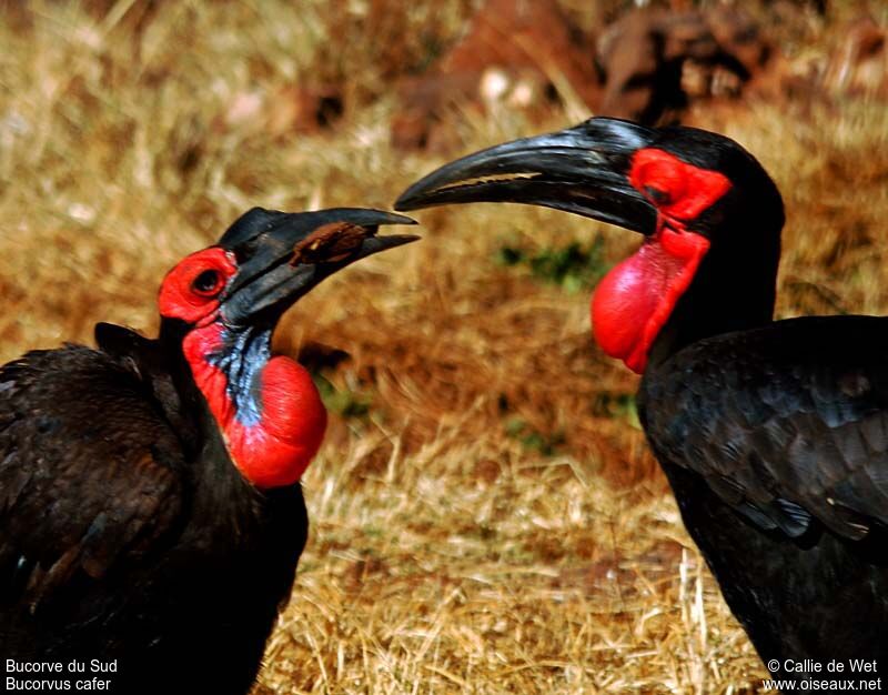 Southern Ground Hornbill adult
