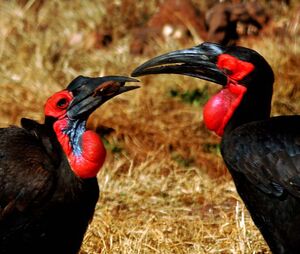 Southern Ground Hornbill