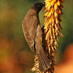 Dark-capped Bulbul