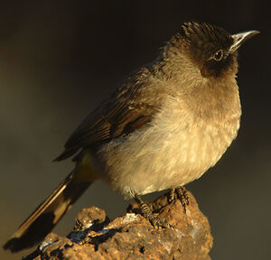 Dark-capped Bulbul
