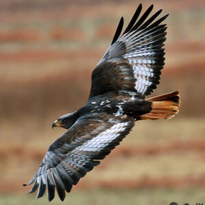 Jackal Buzzard