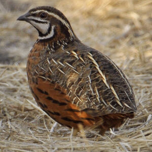 Caille arlequin