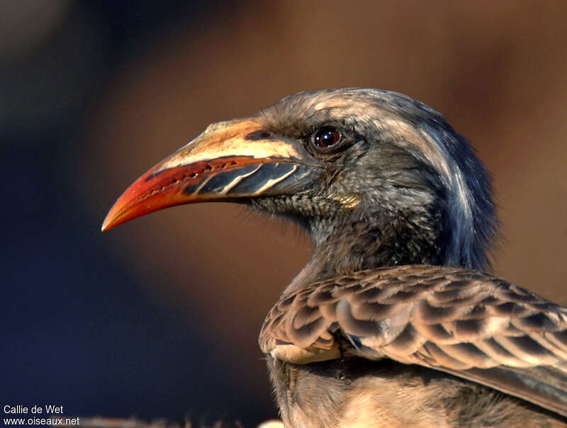 African Grey Hornbill female adult