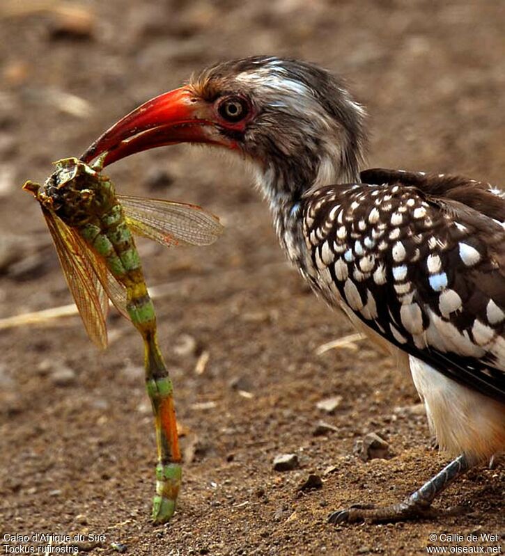 Southern Red-billed Hornbill, eats