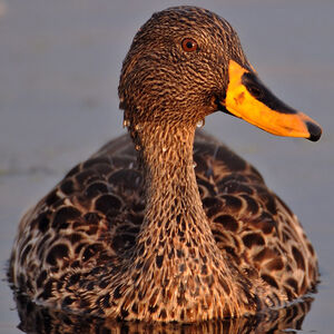 Canard à bec jaune