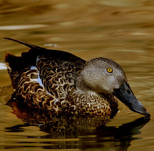 Canard de Smith