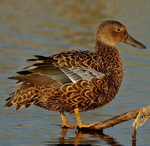 Canard de Smith