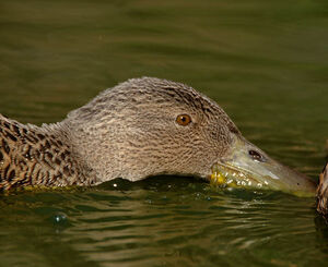 Canard de Smith