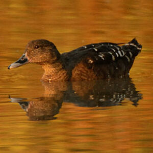 African Black Duck