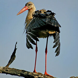 White Stork