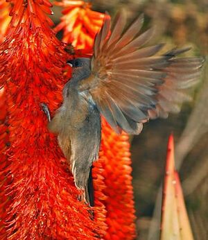 Speckled Mousebird