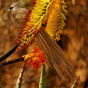 Speckled Mousebird