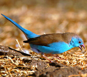 Blue Waxbill