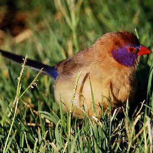 Violet-eared Waxbill