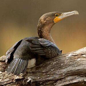 Cormoran à poitrine blanche