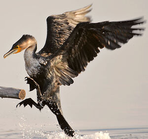 Cormoran � poitrine blanche