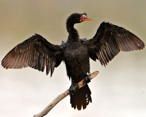 Reed Cormorant
