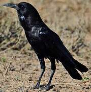 Cape Crow