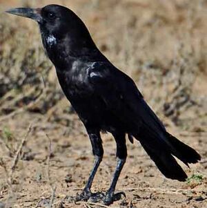 Cape Crow