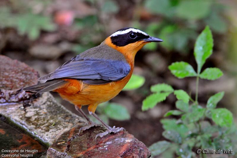 White-browed Robin-Chatadult