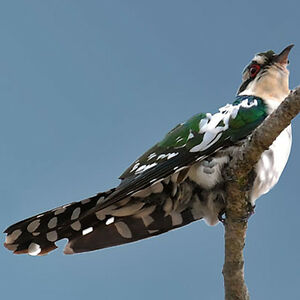 Dideric Cuckoo