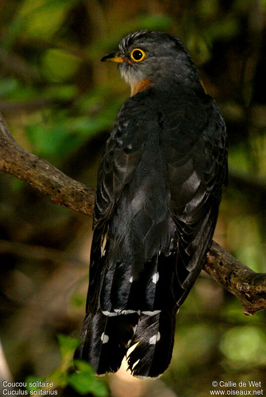 Red-chested Cuckooadult