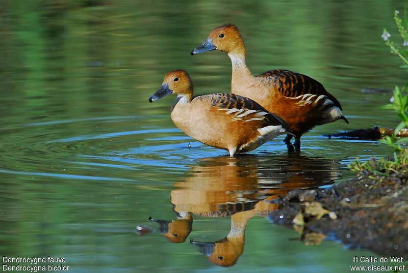 Fulvous Whistling Duckadult