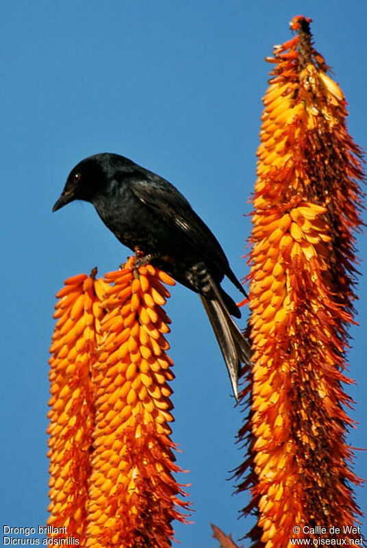 Fork-tailed Drongo male adult