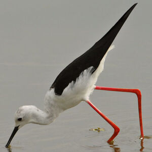 �chasse blanche