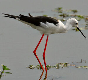 �chasse blanche