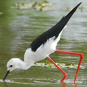 �chasse blanche