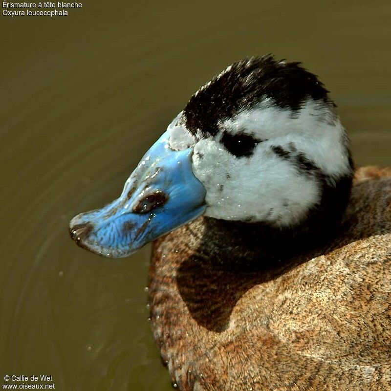 White-headed Duck male adult