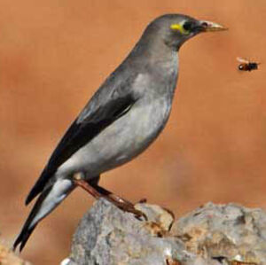 Wattled Starling