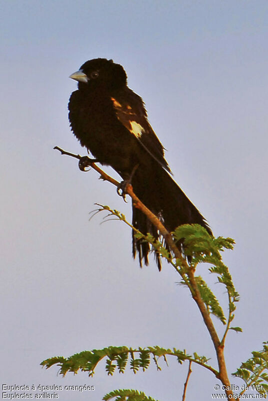 Fan-tailed Widowbird male