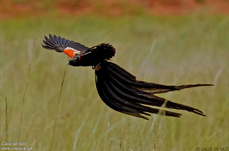 Long-tailed Widowbird male adult breeding, courting display