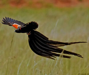 Long-tailed Widowbird