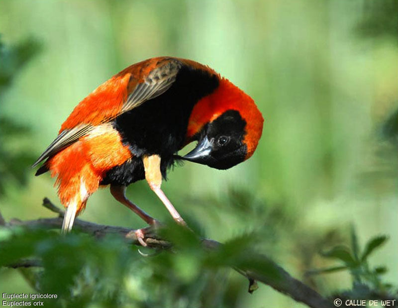 Southern Red Bishop male adult breeding