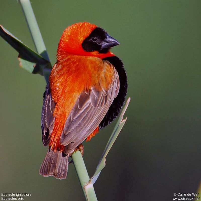 Southern Red Bishop male adult
