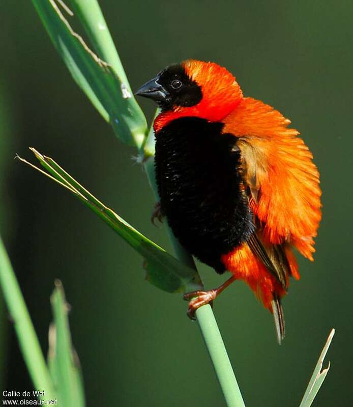 Southern Red Bishop male adult breeding, aspect, pigmentation, courting display, Behaviour