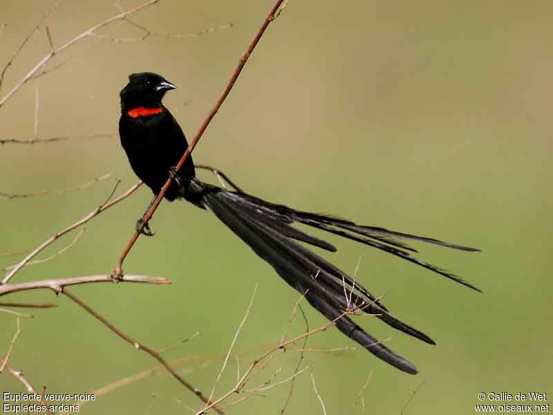 Red-collared Widowbird male adult breeding