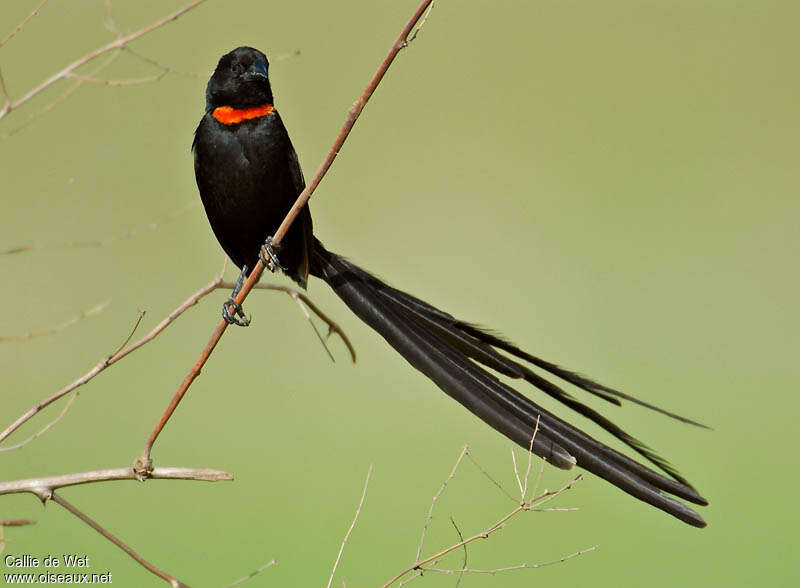 Red-collared Widowbird male adult breeding, identification
