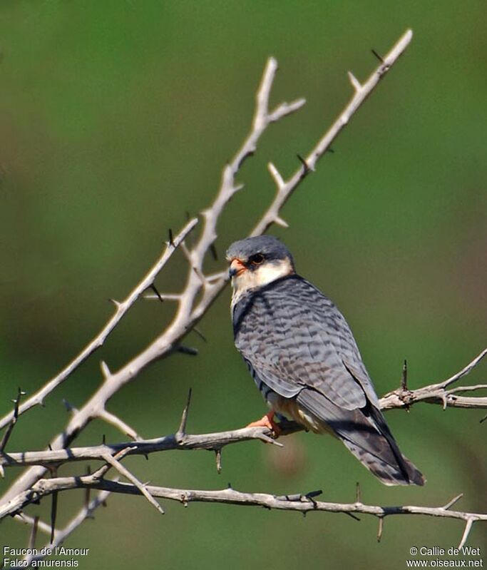 Amur Falcon female adult