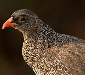 Francolin à bec rouge