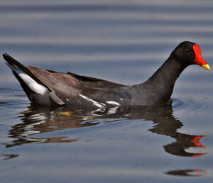 Gallinule poule-d'eau
