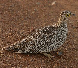Double-banded Sandgrouse