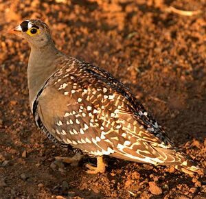 Double-banded Sandgrouse