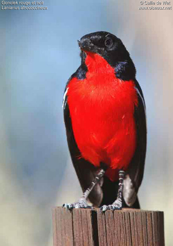Crimson-breasted Shrikeadult