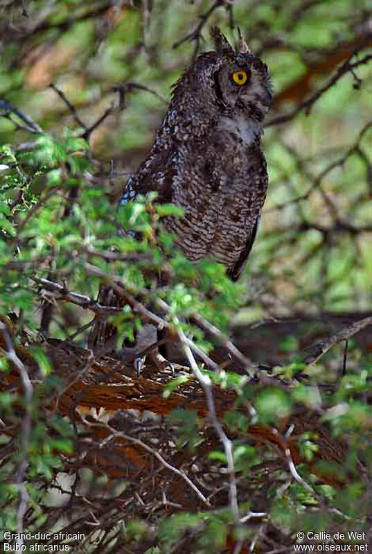 Spotted Eagle-Owladult