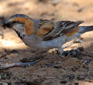 Great Sparrow